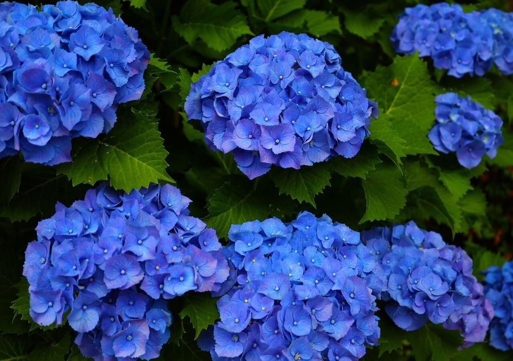 El color azul profundo se forma solo cuando la planta absorbe aluminio en suelos ácidos.