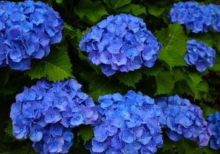 El truco del clavo oxidado: la qu&iacute;mica real para que tus hortensias sean de un azul profundo