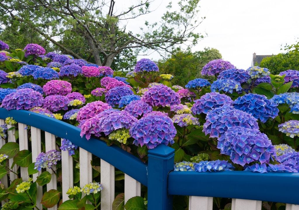 Un mismo arbusto puede mostrar flores de distintos tonos si el pH varía en zonas del suelo.