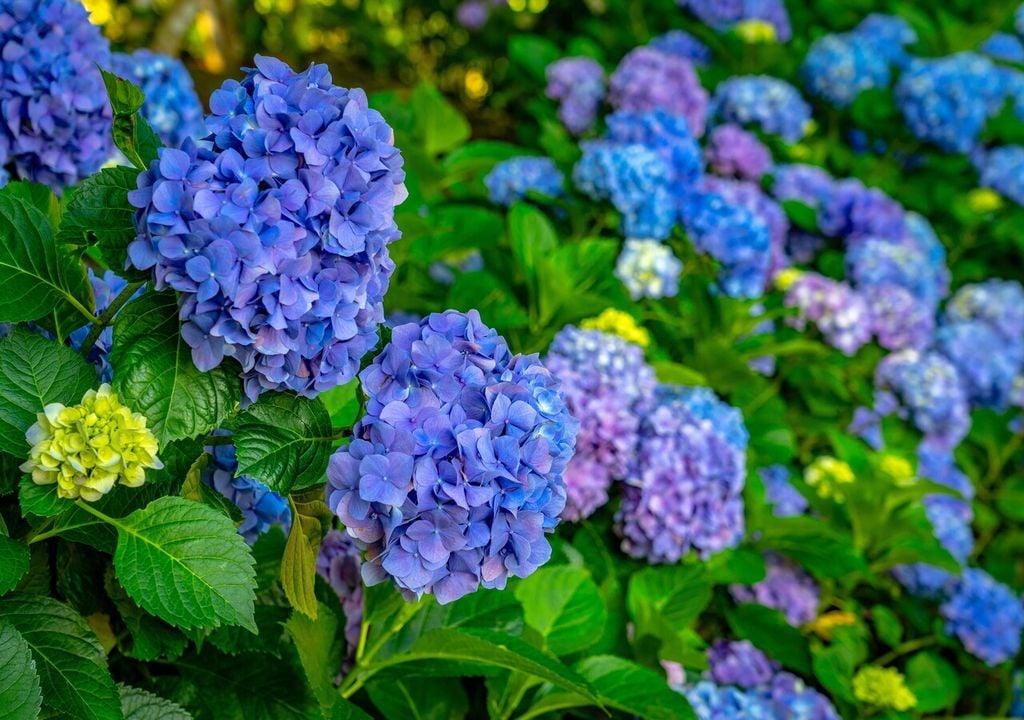 El color de la hortensia es un mensaje químico del suelo: una conversación entre naturaleza y ciencia.