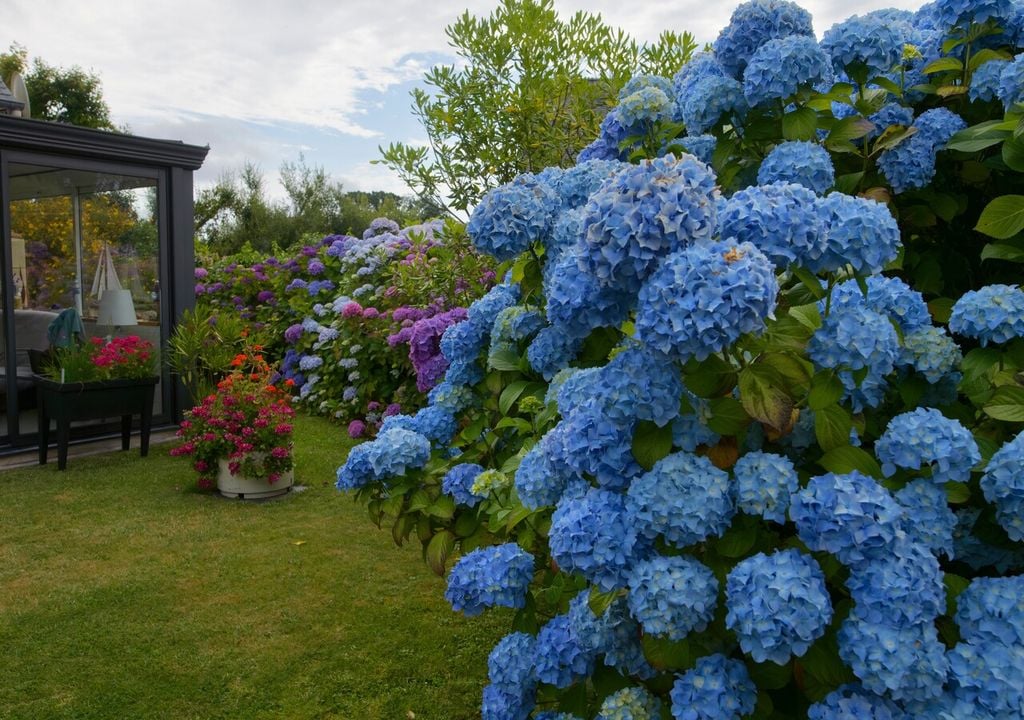 En el sur de Chile, la acidez natural del suelo regala los tonos azules más variados sin ayuda adicional.