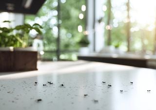 El truco del vinagre contra las hormigas: cómo usarlo de forma correcta para que no vuelvan a tu cocina