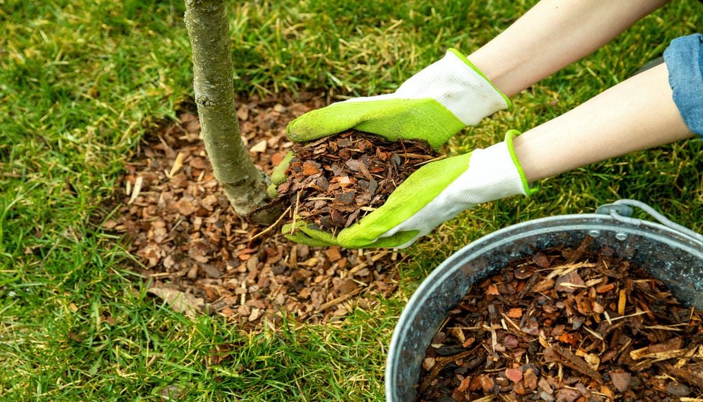 La pacciamatura è una tecnica molto utile in agricoltura, sia per le colture orticole che per quelle ornamentali.