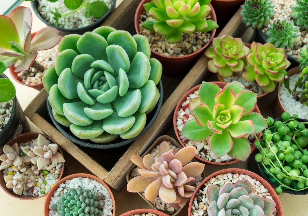 Las suculentas, ideales para reproducirlas sin límite en tú jardín.