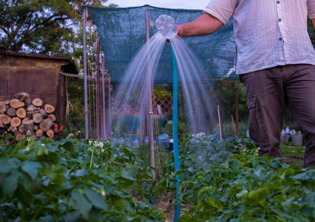 Un riego controlado es clave para la correcta propagación de tus suculentas