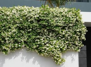 El truco para tener un jardín vertical y verde todo el año: las 5 trepadoras que se ríen del invierno.