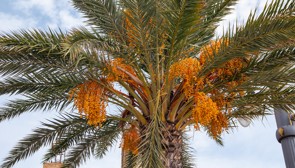 Hay que tener cuidado con el exceso de riego para que no se dañen las raíces.