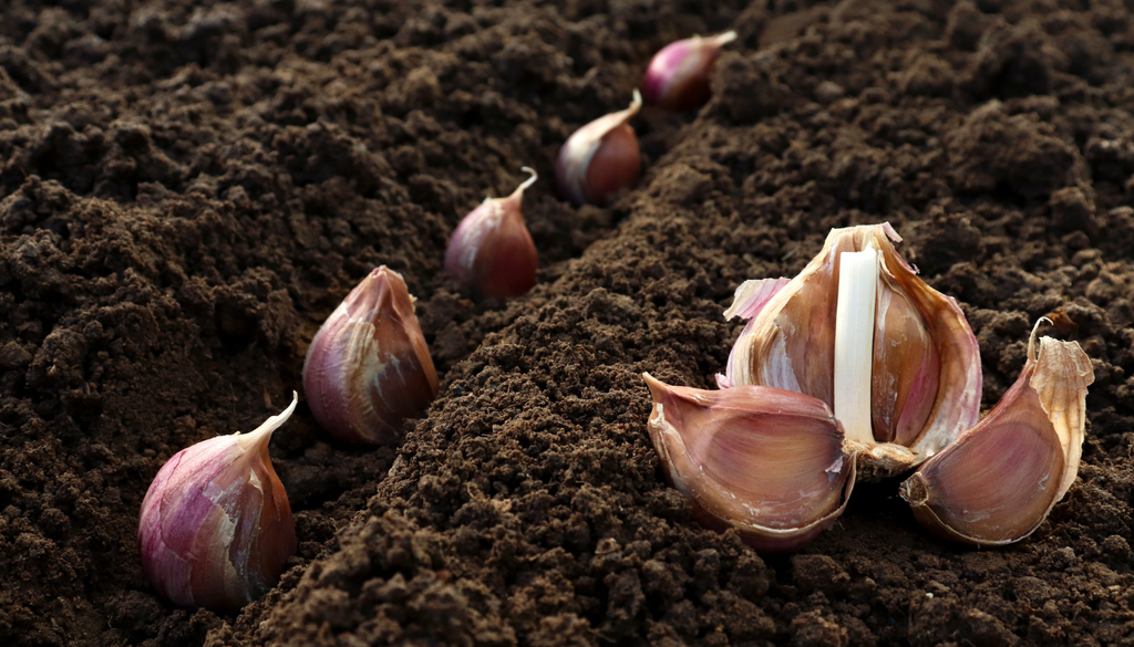 Diversos estudios han demostrado que someter dientes de ajo a tratamientos de frío antes de la siembra influye significativamente en el desarrollo del cultivo. Diversos estudios han demostrado que someter dientes de ajo a tratamientos de frío antes de la siembra influye significativamente en el desarrollo del cultivo.