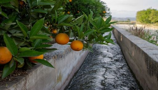 El truco que pocos usan en jardines peque&ntilde;os: dise&ntilde;ar caminos para aprovechar el agua