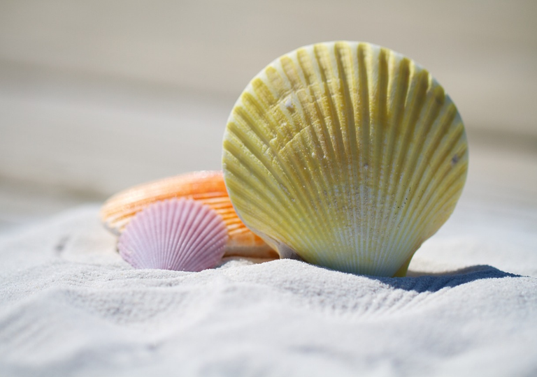 El turismo está llevando las conchas marinas a la extinción: los expertos explican cómo