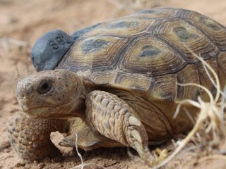 El último refugio de la tortuga de bolsón: así sobrevive esta especie única en México