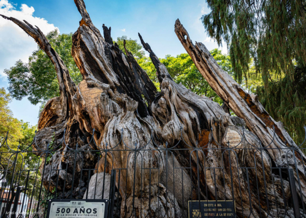 Los ahuehuetes pueden vivir más de dos mil años y alcanzar alturas superiores a los 40 metros.