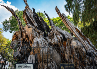 El &uacute;ltimo superviviente de la batalla m&aacute;s sangrienta de la Conquista: el &aacute;rbol bajo el que naci&oacute; el M&eacute;xico mestizo