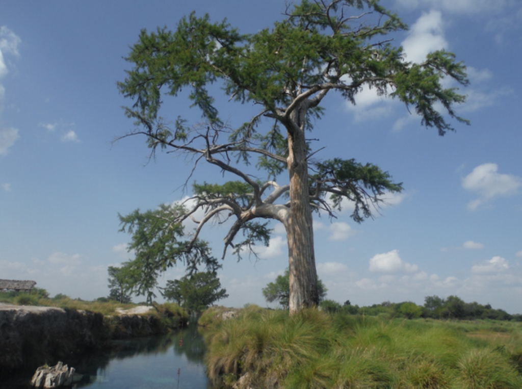 Los ahuehuetes de Chapultepec siguen enraizados en la historia