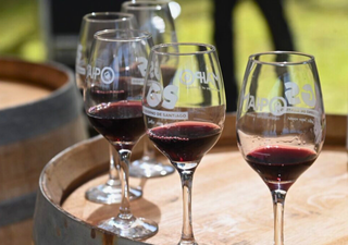 El Valle del Maipo celebra su vendimia: así será esta fiesta de vinos gratuita en el Parque Padre Hurtado