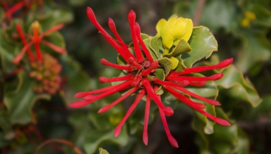 Lo que parece una simple mata entre las ramas esconde una de las estrategias de supervivencia más curiosas de la flora chilena. Foto: Sebastián Cordero.