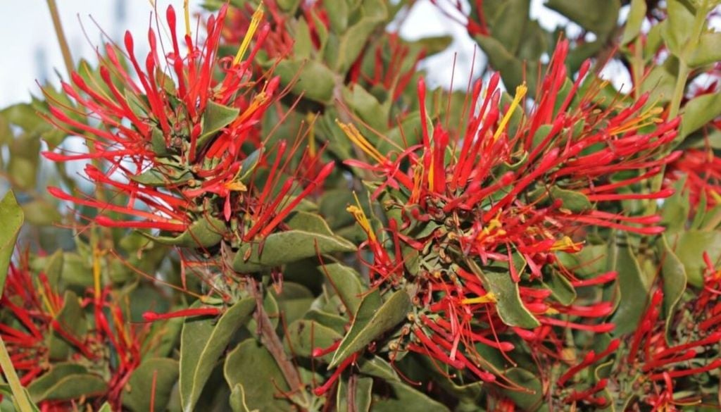 Esta especie puede crecer sobre distintos árboles y arbustos nativos, formando llamativas agrupaciones entre las ramas. Foto: Sebastián Cordero.