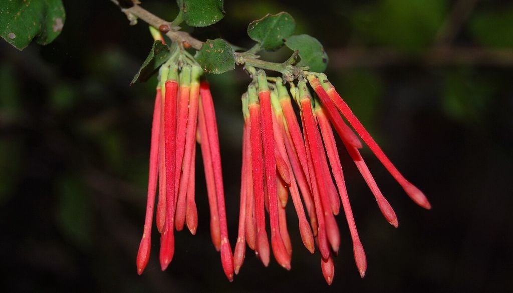 El quintral vive conectado a otras plantas mediante una estrategia tan inusual que le ha valido el apodo de "vampiro vegetal". Foto: Diego Alarcón.