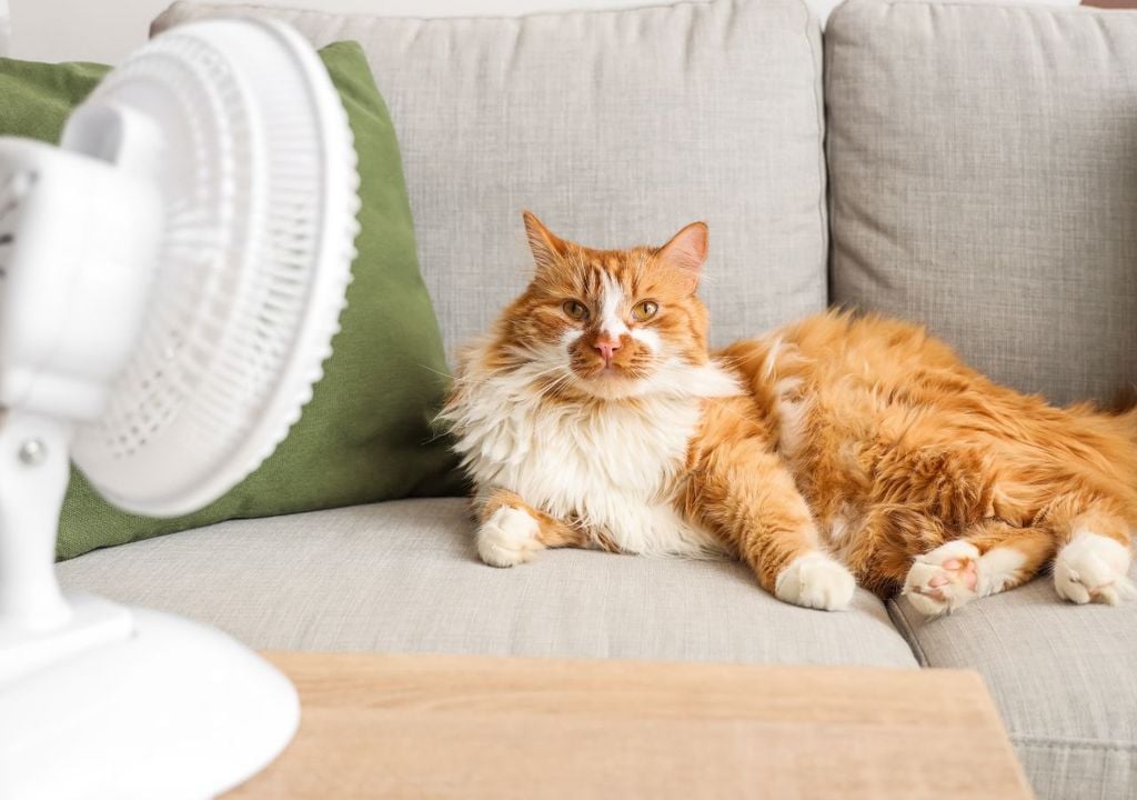 Se recomienda, además, permanecer en lugares frescos y ventilados para evitar golpes de calor en los próximos días.