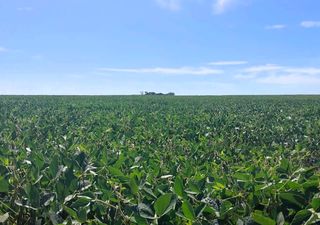 El verano seco pasa factura al corazón agrícola: la región núcleo pierde más de 1 millón de toneladas de soja