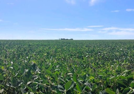 El verano seco pasa factura al coraz&oacute;n agr&iacute;cola: la regi&oacute;n n&uacute;cleo pierde m&aacute;s de 1 mill&oacute;n de toneladas de soja
