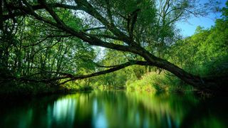 El verde natural y la salud