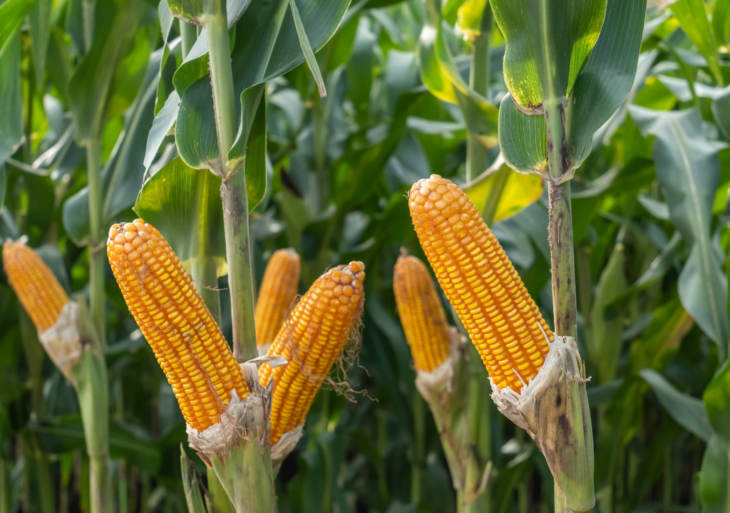 Los maíces híbridos surgieron a inicios del siglo XX tras descubrirse que el cruce controlado aumentaba el rendimiento de los cultivos.