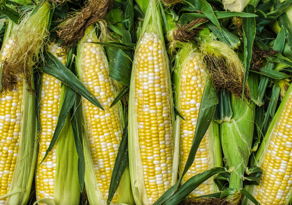 Existen comunidades donde una misma familia conserva más de cinco tipos de maíz criollo en una sola parcela.