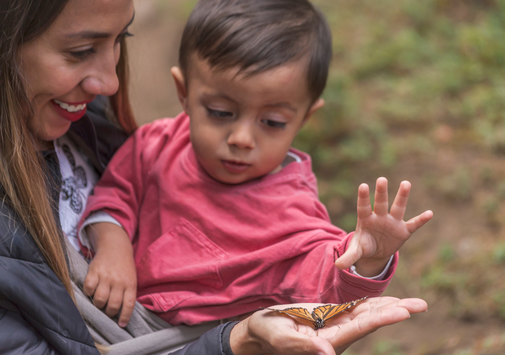 ecoturismo; fotografia; mariposa; monarca; Mexico; Michoacan; EDOMex; naturaleza