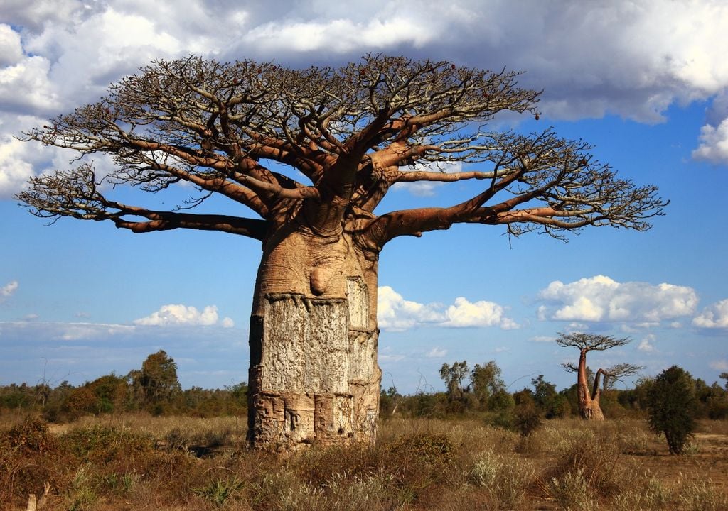 baobabs La creciente preocupación por el futuro de los baobabs volvió a instalarse a nivel global tras la viralización de imágenes que impactaron a millones de personas.