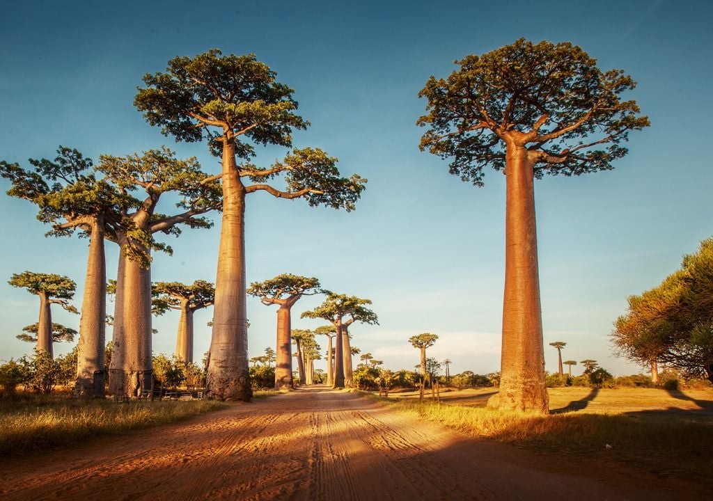 baobabs Los baobabs son considerados símbolos de resistencia natural y memoria ambiental en África, donde algunos ejemplares sobreviven desde hace más de mil años.