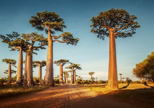 El video de un gigantesco baobab derribado expuso la fragilidad de los &aacute;rboles m&aacute;s antiguos del planeta
