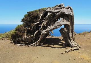 El viento, ¿de dónde viene y dónde va?