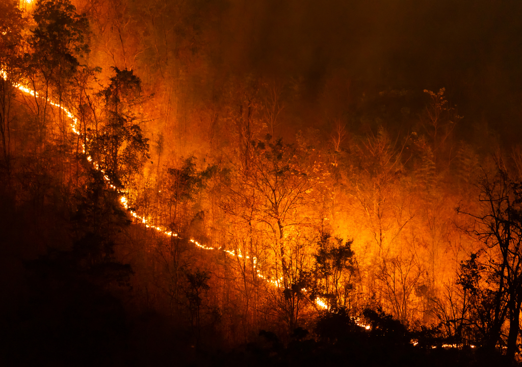 Incendio forestal Incendio forestal