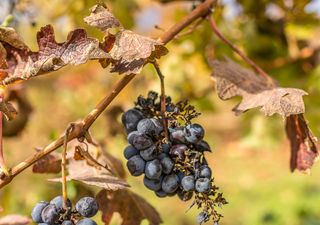 El vino de Mendoza en riesgo: cómo enfrentan las bodegas la inédita sequía