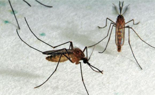 El virus del Nilo en EE. UU.: cambio climático y salud, Parte I