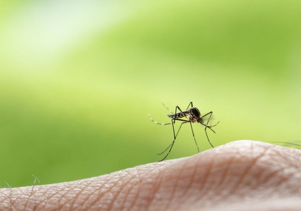 Mosquito Mosquito