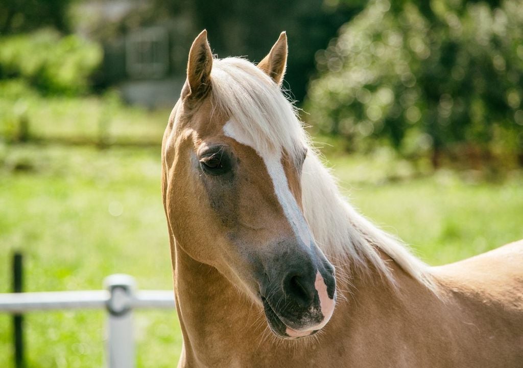 Caballo Caballo