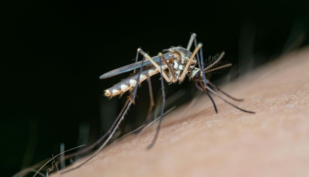 Mosquito tigre De momento se han confirmado cinco casos en España en esta temporada