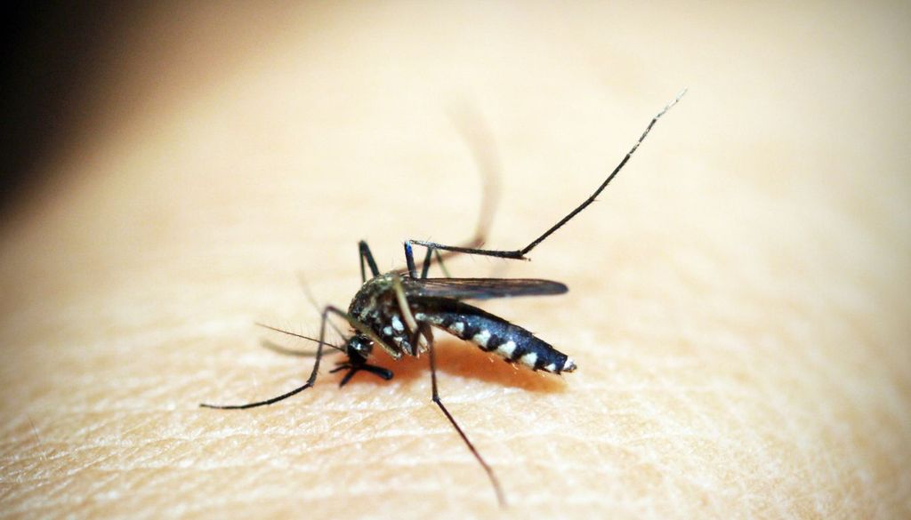 Mosquito En España, todos los contagios registrados hasta ahora se han detectado durante julio