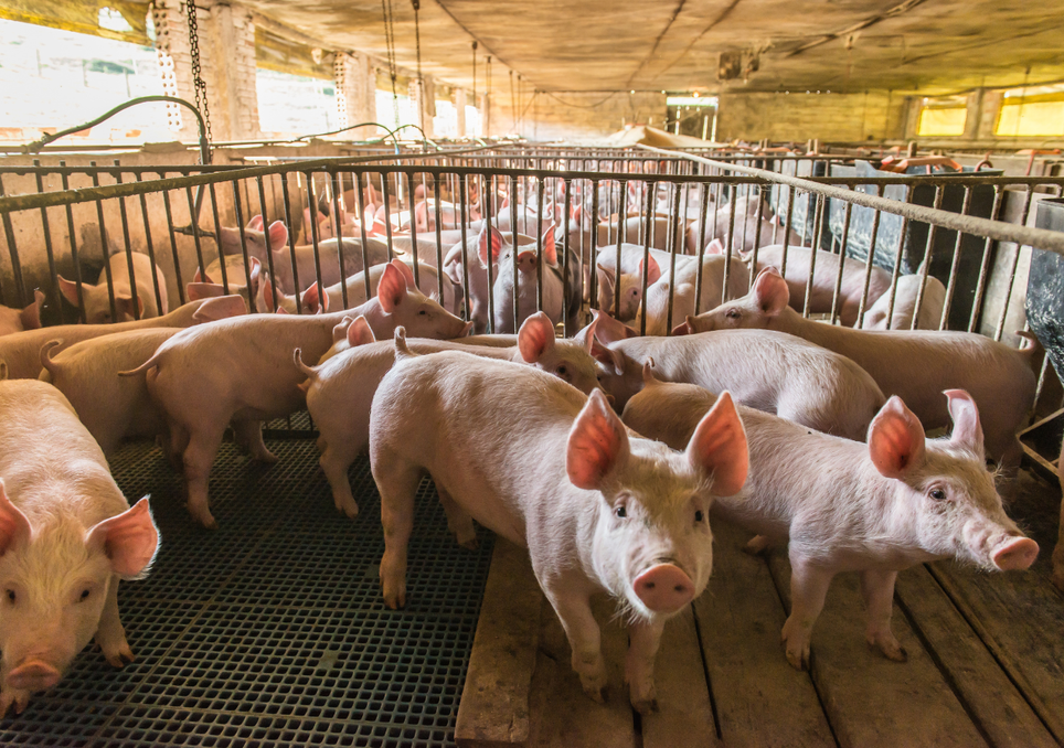 Un virus mortal: la peste porcina africana, una amenaza global para la ganadería porcina. Noticias en tiempo real