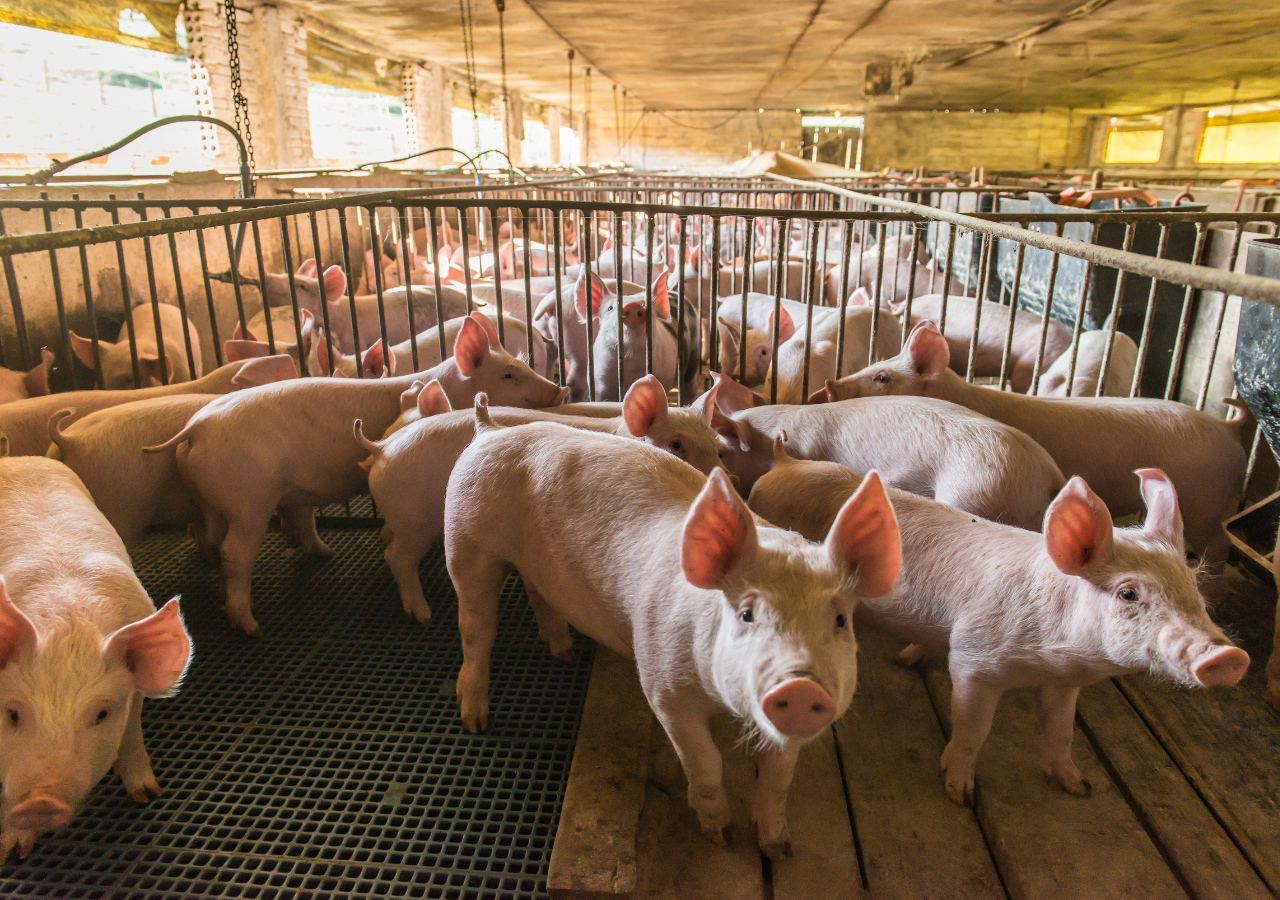 La PPA ha tenido un impacto significativo en la seguridad alimentaria, afectando la disponibilidad de carne de cerdo y aumentando los precios en los mercados.