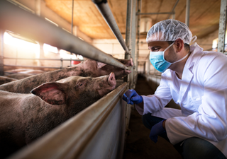 Un virus mortal: la peste porcina africana, una amenaza global para la ganadería porcina