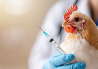 El virus que inquieta al campo: la gripe aviar regresa y divide al sector productivo en Argentina