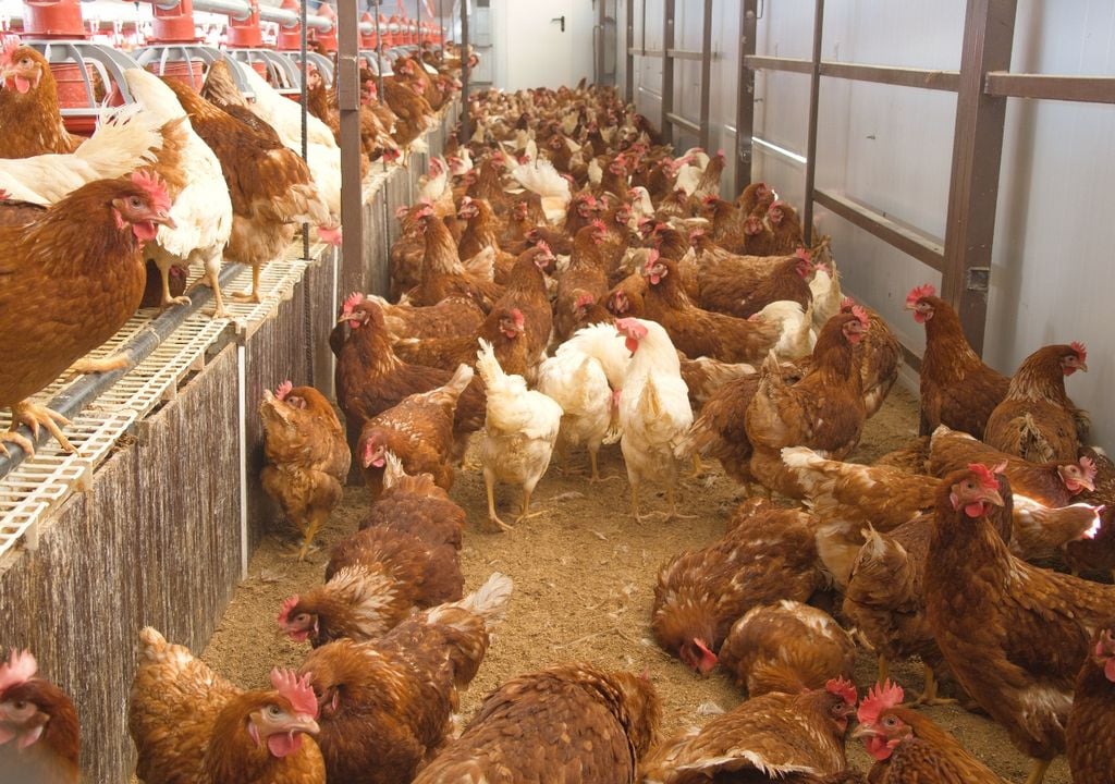Los sistemas productivos intensivos refuerzan medidas de bioseguridad ante el riesgo de ingreso de la gripe aviar en establecimientos comerciales.
