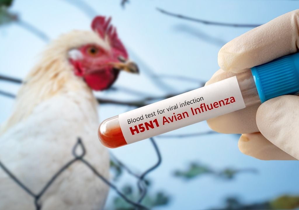 La influenza aviar altamente patógena (H5N1) es uno de los virus que más preocupa a nivel global por su rápida propagación y su impacto directo en la producción avícola.