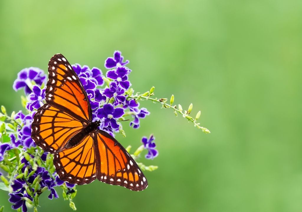 Monarch Butterfly