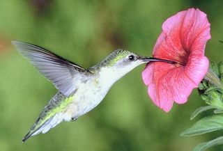 El vuelo de los colibríes bajo la incidencia del viento