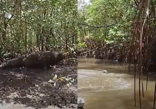 Elefante marino procedente de Argentina vuelve a ser avistado en costa de Brasil en pleno mes de noviembre