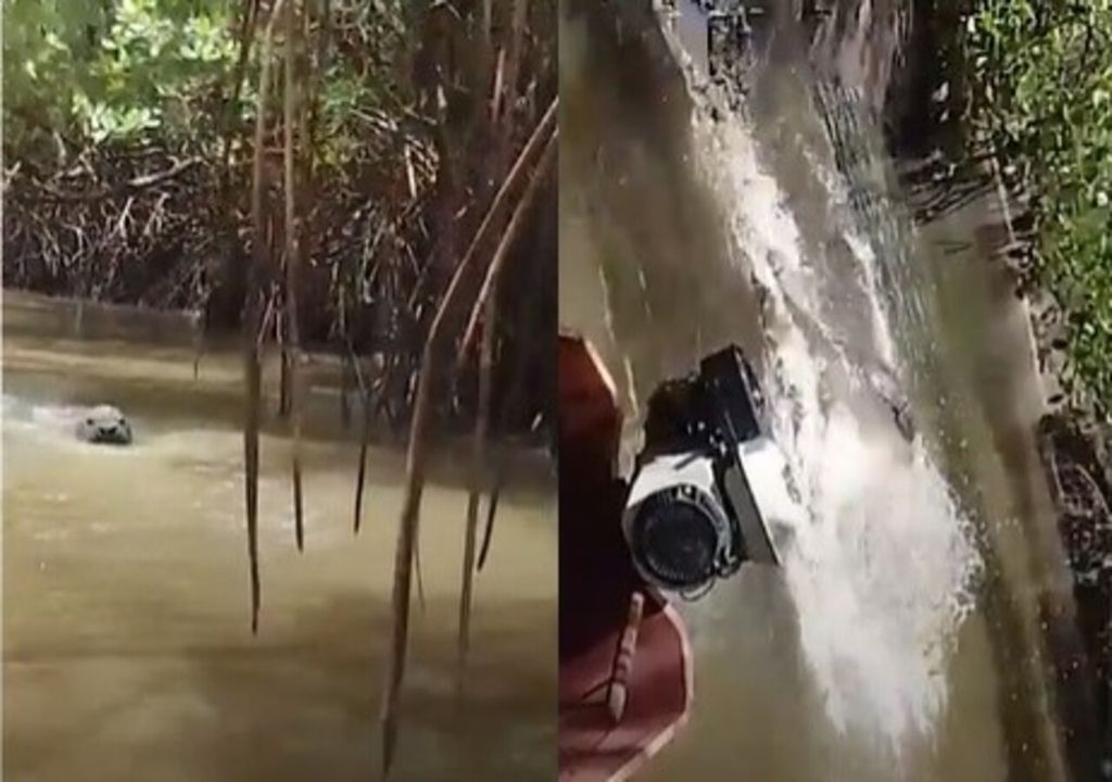 Espécie rara que migra da Argentina para o Brasil durante o inverno foi observada mais uma vez no litoral do Espírito Santo.